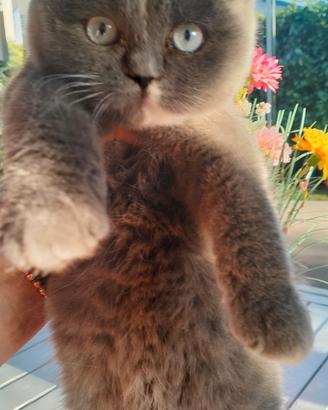 British shorthar blu femmina