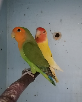 Inseparabili roseicollis