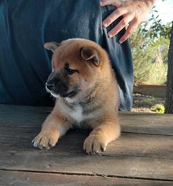 Cucciolondi Shiba Inu