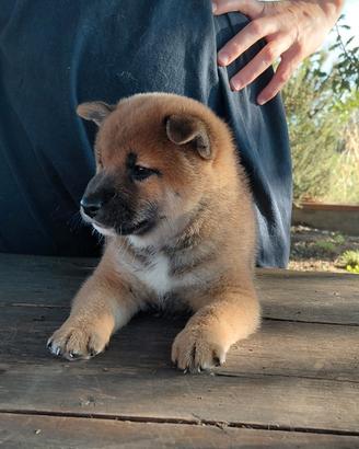 Cucciolondi Shiba Inu