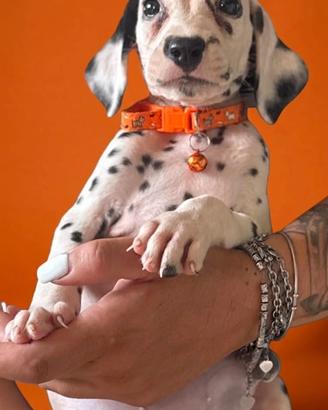 Femminuccia dalmata pedigree enci