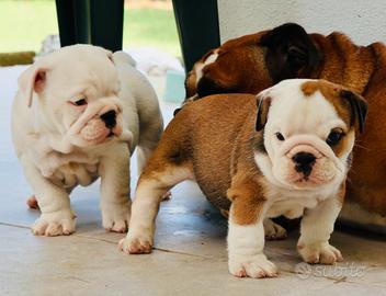 Cuccioli Bulldog Inglese con Pedigree