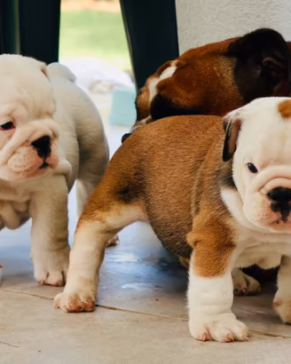 Cuccioli Bulldog Inglese con Pedigree