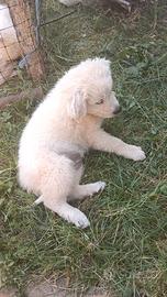 cuccioli pastore Maremmano 