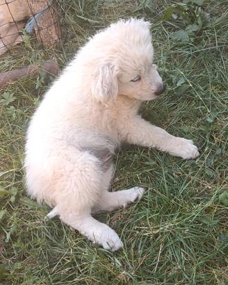 cuccioli pastore Maremmano 