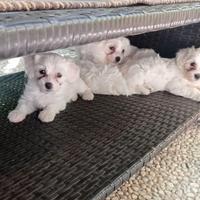 Maltipoo Total White
