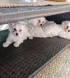 Maltipoo Total White