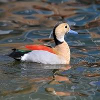 Splendidi esemplari Alzavola Brasiliana