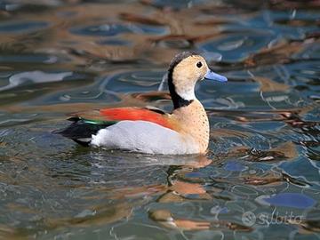 Splendidi esemplari Alzavola Brasiliana