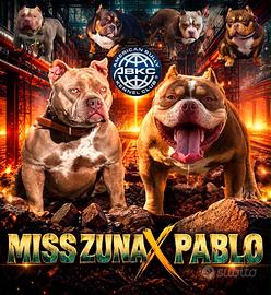 American bully poket