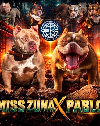 American bully poket