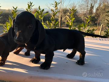 Cucciolo di bassotto