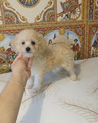 Maltipoo mini Toy maschietto champagne
