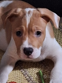 Cucciolo amstaff incrocio staffordshire bul terier