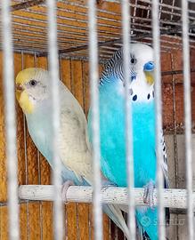 coppia cocorite 