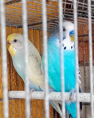 coppia cocorite 