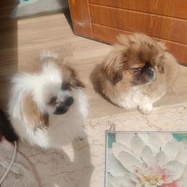 Cuccioli pechinese
