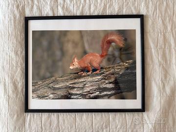 quadro fotografico con scoiattolo rosso