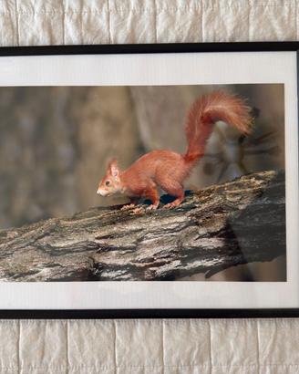 quadro fotografico con scoiattolo rosso