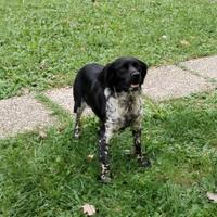 Cane da caccia