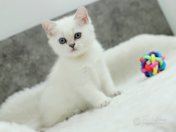 Gattini scottish straight dolcissimi British