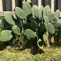 Pianta di Fico d’india grande