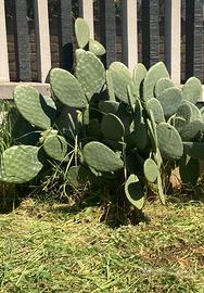 Pianta di Fico d’india grande