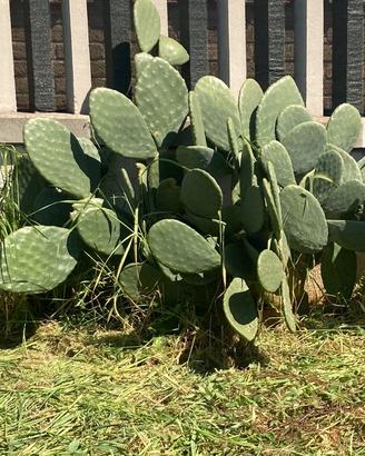 Pianta di Fico d’india grande