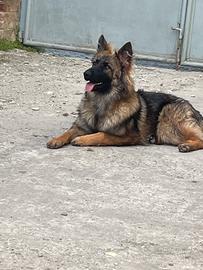 Ragalo pastore grigione 4 anni