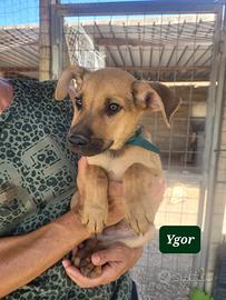 Cane cucciolo taglia media maschio e femmina