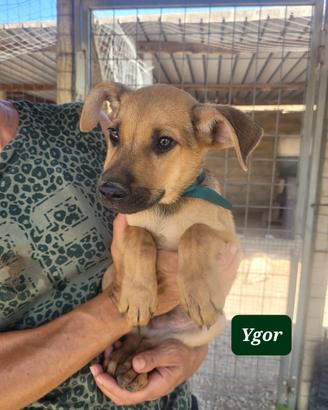Cane cucciolo taglia media maschio e femmina