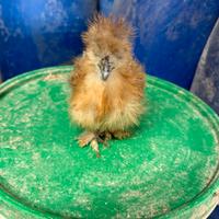 Galline ornamentali moroseta e brahma