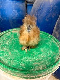 Galline ornamentali moroseta e brahma