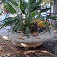 Grande vaso con sterlizia