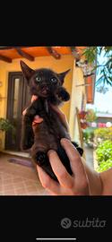 Gattini