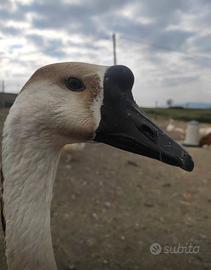 Oche cignoidi africane