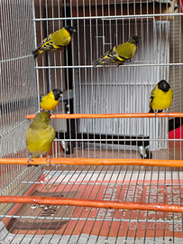 Lucherini Testa Nera coppia 2023