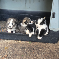 Cane da orso della carelia