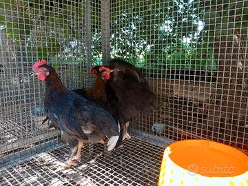 Galletti marans