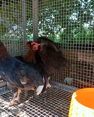 Galletti marans