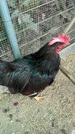 Gallo Barnevelder