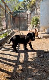 American Pitbull Terrier ukc black nose