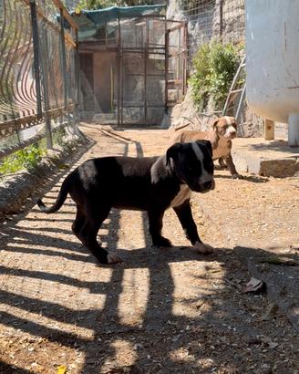 American Pitbull Terrier ukc black nose