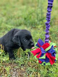 Labrador retriever nero e choco