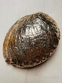 Grande Conchiglia Abalone Argentata