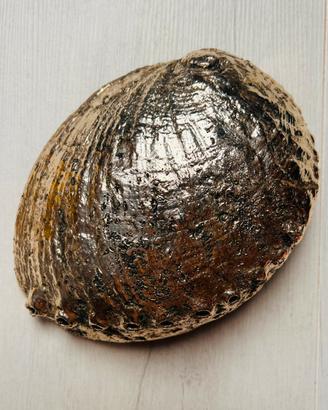 Grande Conchiglia Abalone Argentata