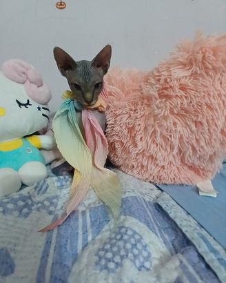 Sphynx