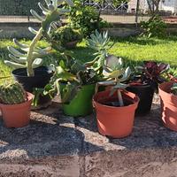 10 piante grasse radicate