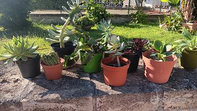 10 piante grasse radicate