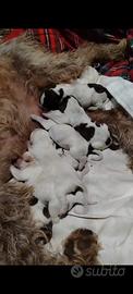 Spinone italiano con pedigree